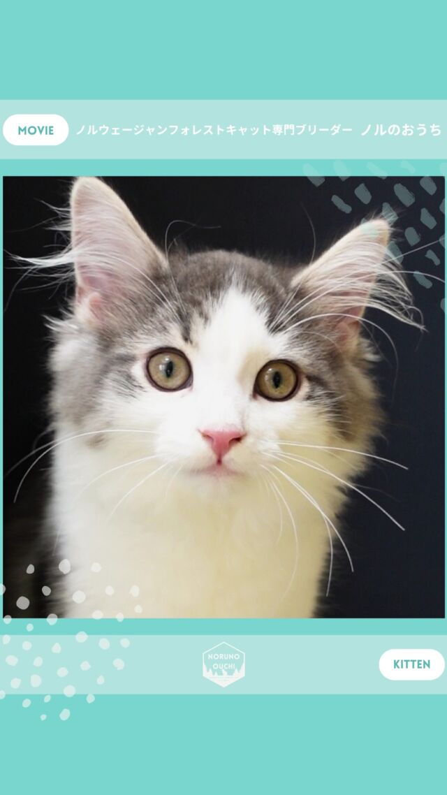 @norunoouchi ←最新の子猫情報はこちらから
🐈ご家族募集中🏠
ローワン（Rowan）♂
𓇠𓇠𓇠𓇠𓇠𓇠𓇠𓇠𓇠𓇠𓇠

🍃ノルのおうち🍃
ノルウェージャンフォレストキャット専門の猫ブリーダー

𓇢ノルウェージャンとの優雅で幸せな日常を発信中
𓇢ご家族募集中の子猫を紹介
𓇢ご家族募集開始／ご家族決定をお知らせ
𓇢飼育や健康管理のアドバイスを共有

🐾子猫を飼いたいと思っている方
🐾ノルの子猫について質問・相談がある方
🐾キャッテリーの見学をしてみたい方
プロフィールのリンクからお問い合わせください🙇‍♀️
→ @norunoouchi
𓇠𓇠𓇠𓇠𓇠𓇠𓇠𓇠𓇠𓇠𓇠

#ノルのおうち #ノルウェージャンのいる暮らし
#ノルウェージャンフォレストキャットブリーダー
#ノルウェージャンブリーダー #ノルウェージャン子猫