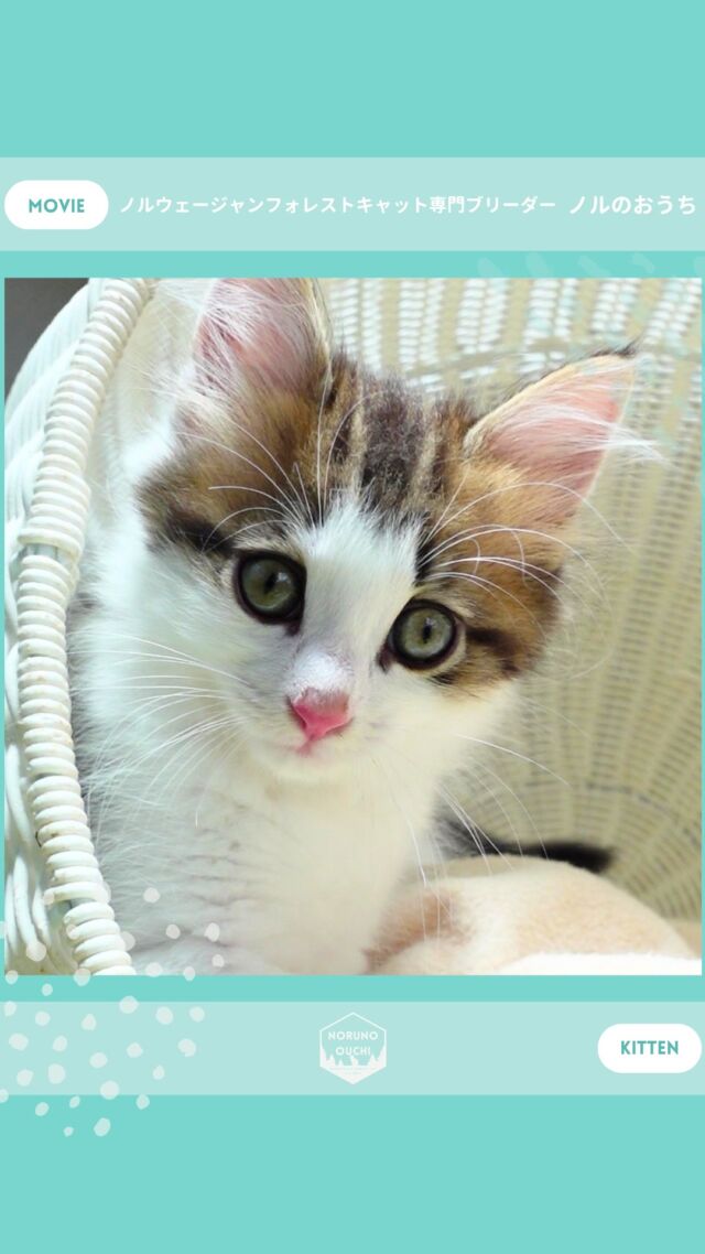 @norunoouchi ←最新の子猫情報はこちらから
🐈ご家族募集中🏠
ルノ（Luno）♂
𓇠𓇠𓇠𓇠𓇠𓇠𓇠𓇠𓇠𓇠𓇠

🍃ノルのおうち🍃
ノルウェージャンフォレストキャット専門の猫ブリーダー

𓇢ノルウェージャンとの優雅で幸せな日常を発信中
𓇢ご家族募集中の子猫を紹介
𓇢ご家族募集開始／ご家族決定をお知らせ
𓇢飼育や健康管理のアドバイスを共有

🐾子猫を飼いたいと思っている方
🐾ノルの子猫について質問・相談がある方
🐾キャッテリーの見学をしてみたい方
プロフィールのリンクからお問い合わせください🙇‍♀️
→ @norunoouchi
𓇠𓇠𓇠𓇠𓇠𓇠𓇠𓇠𓇠𓇠𓇠

#ノルのおうち #ノルウェージャンのいる暮らし
#ノルウェージャンフォレストキャットブリーダー
#ノルウェージャンブリーダー #ノルウェージャン子猫