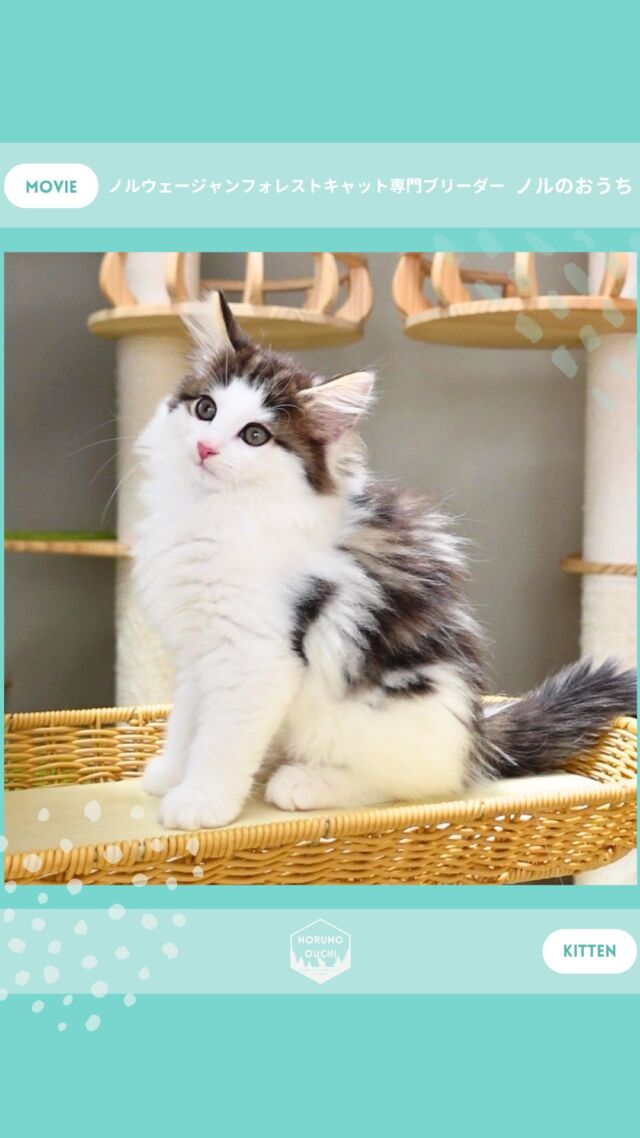@norunoouchi ←最新の子猫情報はこちらから
🐈ご家族募集中🏠
ノワール（Noir）♀
𓇠𓇠𓇠𓇠𓇠𓇠𓇠𓇠𓇠𓇠𓇠

🍃ノルのおうち🍃
ノルウェージャンフォレストキャット専門の猫ブリーダー

𓇢ノルウェージャンとの優雅で幸せな日常を発信中
𓇢ご家族募集中の子猫を紹介
𓇢ご家族募集開始／ご家族決定をお知らせ
𓇢飼育や健康管理のアドバイスを共有

🐾子猫を飼いたいと思っている方
🐾ノルの子猫について質問・相談がある方
🐾キャッテリーの見学をしてみたい方
プロフィールのリンクからお問い合わせください🙇‍♀️
→ @norunoouchi
𓇠𓇠𓇠𓇠𓇠𓇠𓇠𓇠𓇠𓇠𓇠

#ノルのおうち #ノルウェージャンのいる暮らし
#ノルウェージャンフォレストキャットブリーダー
#ノルウェージャンブリーダー #ノルウェージャン子猫