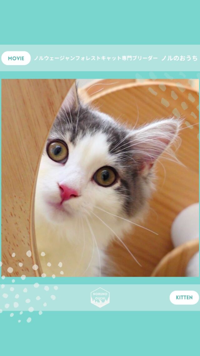 @norunoouchi ←最新の子猫情報はこちらから
🐈ご家族募集中🏠
ローワン（Rowan）♂
𓇠𓇠𓇠𓇠𓇠𓇠𓇠𓇠𓇠𓇠𓇠

🍃ノルのおうち🍃
ノルウェージャンフォレストキャット専門の猫ブリーダー

𓇢ノルウェージャンとの優雅で幸せな日常を発信中
𓇢ご家族募集中の子猫を紹介
𓇢ご家族募集開始／ご家族決定をお知らせ
𓇢飼育や健康管理のアドバイスを共有

🐾子猫を飼いたいと思っている方
🐾ノルの子猫について質問・相談がある方
🐾キャッテリーの見学をしてみたい方
プロフィールのリンクからお問い合わせください🙇‍♀️
→ @norunoouchi
𓇠𓇠𓇠𓇠𓇠𓇠𓇠𓇠𓇠𓇠𓇠

#ノルのおうち #ノルウェージャンのいる暮らし
#ノルウェージャンフォレストキャットブリーダー
#ノルウェージャンブリーダー #ノルウェージャン子猫