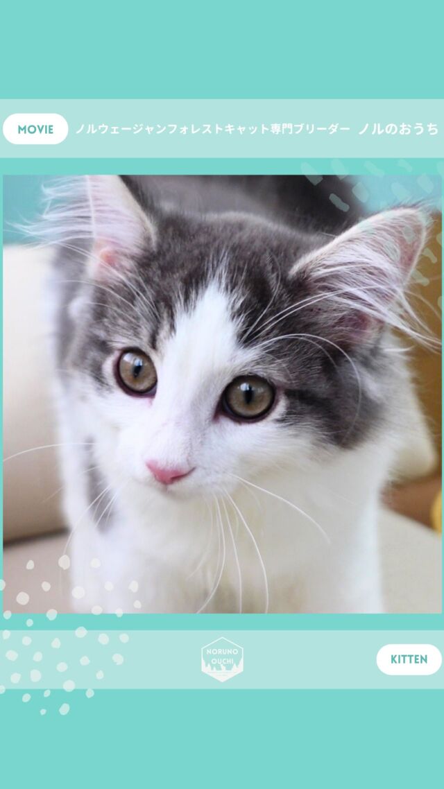 @norunoouchi ←最新の子猫情報はこちらから
🐈ご家族募集中🏠
ローワン（Rowan）♂
𓇠𓇠𓇠𓇠𓇠𓇠𓇠𓇠𓇠𓇠𓇠

🍃ノルのおうち🍃
ノルウェージャンフォレストキャット専門の猫ブリーダー

𓇢ノルウェージャンとの優雅で幸せな日常を発信中
𓇢ご家族募集中の子猫を紹介
𓇢ご家族募集開始／ご家族決定をお知らせ
𓇢飼育や健康管理のアドバイスを共有

🐾子猫を飼いたいと思っている方
🐾ノルの子猫について質問・相談がある方
🐾キャッテリーの見学をしてみたい方
プロフィールのリンクからお問い合わせください🙇‍♀️
→ @norunoouchi
𓇠𓇠𓇠𓇠𓇠𓇠𓇠𓇠𓇠𓇠𓇠

#ノルのおうち #ノルウェージャンのいる暮らし
#ノルウェージャンフォレストキャットブリーダー
#ノルウェージャンブリーダー #ノルウェージャン子猫