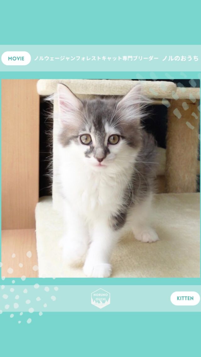 @norunoouchi ←最新の子猫情報はこちらから
🐈ご家族募集中🏠
ミスティ（Misty）♀
𓇠𓇠𓇠𓇠𓇠𓇠𓇠𓇠𓇠𓇠𓇠

🍃ノルのおうち🍃
ノルウェージャンフォレストキャット専門の猫ブリーダー

𓇢ノルウェージャンとの優雅で幸せな日常を発信中
𓇢ご家族募集中の子猫を紹介
𓇢ご家族募集開始／ご家族決定をお知らせ
𓇢飼育や健康管理のアドバイスを共有

🐾子猫を飼いたいと思っている方
🐾ノルの子猫について質問・相談がある方
🐾キャッテリーの見学をしてみたい方
プロフィールのリンクからお問い合わせください🙇‍♀️
→ @norunoouchi
𓇠𓇠𓇠𓇠𓇠𓇠𓇠𓇠𓇠𓇠𓇠

#ノルのおうち #ノルウェージャンのいる暮らし
#ノルウェージャンフォレストキャットブリーダー
#ノルウェージャンブリーダー #ノルウェージャン子猫