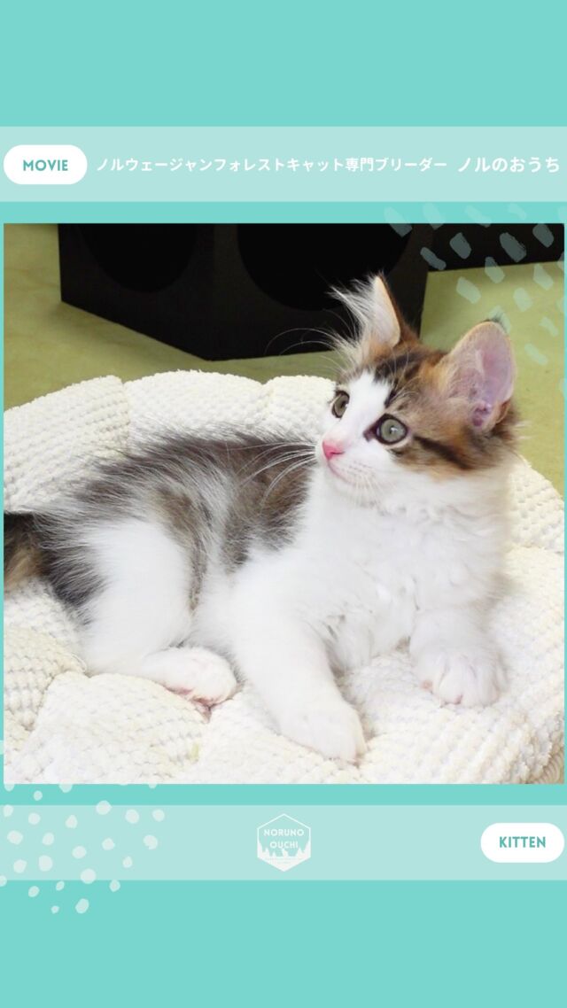 @norunoouchi ←最新の子猫情報はこちらから
🐈ご家族募集中🏠
ルノ（Luno）♂
𓇠𓇠𓇠𓇠𓇠𓇠𓇠𓇠𓇠𓇠𓇠

🍃ノルのおうち🍃
ノルウェージャンフォレストキャット専門の猫ブリーダー

𓇢ノルウェージャンとの優雅で幸せな日常を発信中
𓇢ご家族募集中の子猫を紹介
𓇢ご家族募集開始／ご家族決定をお知らせ
𓇢飼育や健康管理のアドバイスを共有

🐾子猫を飼いたいと思っている方
🐾ノルの子猫について質問・相談がある方
🐾キャッテリーの見学をしてみたい方
プロフィールのリンクからお問い合わせください🙇‍♀️
→ @norunoouchi
𓇠𓇠𓇠𓇠𓇠𓇠𓇠𓇠𓇠𓇠𓇠

#ノルのおうち #ノルウェージャンのいる暮らし
#ノルウェージャンフォレストキャットブリーダー
#ノルウェージャンブリーダー #ノルウェージャン子猫