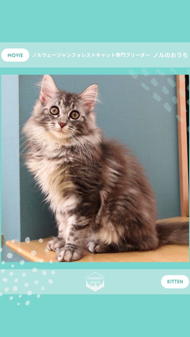 @norunoouchi ←最新の子猫情報はこちらから
🐈ご家族募集中🏠
ヘレナ（Helena）♀
𓇠𓇠𓇠𓇠𓇠𓇠𓇠𓇠𓇠𓇠𓇠

🍃ノルのおうち🍃
ノルウェージャンフォレストキャット専門の猫ブリーダー

𓇢ノルウェージャンとの優雅で幸せな日常を発信中
𓇢ご家族募集中の子猫を紹介
𓇢ご家族募集開始／ご家族決定をお知らせ
𓇢飼育や健康管理のアドバイスを共有

🐾子猫を飼いたいと思っている方
🐾ノルの子猫について質問・相談がある方
🐾キャッテリーの見学をしてみたい方
プロフィールのリンクからお問い合わせください🙇‍♀️
→ @norunoouchi
𓇠𓇠𓇠𓇠𓇠𓇠𓇠𓇠𓇠𓇠𓇠

#ノルのおうち #ノルウェージャンのいる暮らし
#ノルウェージャンフォレストキャットブリーダー
#ノルウェージャンブリーダー #ノルウェージャン子猫