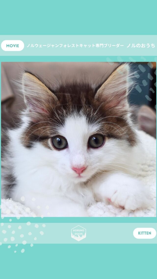 @norunoouchi ←最新の子猫情報はこちらから
🐈ご家族募集中🏠
ノワール（Noir）♀
𓇠𓇠𓇠𓇠𓇠𓇠𓇠𓇠𓇠𓇠𓇠

🍃ノルのおうち🍃
ノルウェージャンフォレストキャット専門の猫ブリーダー

𓇢ノルウェージャンとの優雅で幸せな日常を発信中
𓇢ご家族募集中の子猫を紹介
𓇢ご家族募集開始／ご家族決定をお知らせ
𓇢飼育や健康管理のアドバイスを共有

🐾子猫を飼いたいと思っている方
🐾ノルの子猫について質問・相談がある方
🐾キャッテリーの見学をしてみたい方
プロフィールのリンクからお問い合わせください🙇‍♀️
→ @norunoouchi
𓇠𓇠𓇠𓇠𓇠𓇠𓇠𓇠𓇠𓇠𓇠

#ノルのおうち #ノルウェージャンのいる暮らし
#ノルウェージャンフォレストキャットブリーダー
#ノルウェージャンブリーダー #ノルウェージャン子猫
