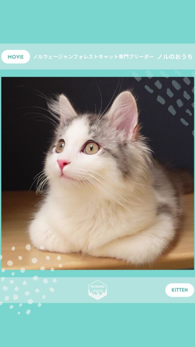 @norunoouchi ←最新の子猫情報はこちらから
🐈ご家族募集中🏠
アリスター（Alistair）♂
𓇠𓇠𓇠𓇠𓇠𓇠𓇠𓇠𓇠𓇠𓇠

🍃ノルのおうち🍃
ノルウェージャンフォレストキャット専門の猫ブリーダー

𓇢ノルウェージャンとの優雅で幸せな日常を発信中
𓇢ご家族募集中の子猫を紹介
𓇢ご家族募集開始／ご家族決定をお知らせ
𓇢飼育や健康管理のアドバイスを共有

🐾子猫を飼いたいと思っている方
🐾ノルの子猫について質問・相談がある方
🐾キャッテリーの見学をしてみたい方
プロフィールのリンクからお問い合わせください🙇‍♀️
→ @norunoouchi
𓇠𓇠𓇠𓇠𓇠𓇠𓇠𓇠𓇠𓇠𓇠

#ノルのおうち #ノルウェージャンのいる暮らし
#ノルウェージャンフォレストキャットブリーダー
#ノルウェージャンブリーダー #ノルウェージャン子猫