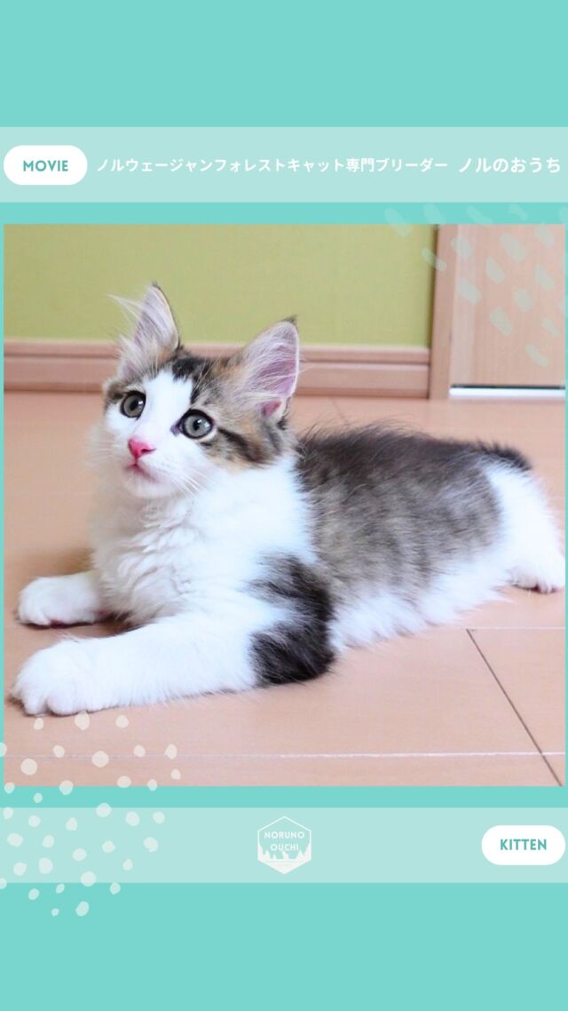 @norunoouchi ←最新の子猫情報はこちらから
🐈ご家族募集中🏠
ルノ（Luno）♂
𓇠𓇠𓇠𓇠𓇠𓇠𓇠𓇠𓇠𓇠𓇠

🍃ノルのおうち🍃
ノルウェージャンフォレストキャット専門の猫ブリーダー

𓇢ノルウェージャンとの優雅で幸せな日常を発信中
𓇢ご家族募集中の子猫を紹介
𓇢ご家族募集開始／ご家族決定をお知らせ
𓇢飼育や健康管理のアドバイスを共有

🐾子猫を飼いたいと思っている方
🐾ノルの子猫について質問・相談がある方
🐾キャッテリーの見学をしてみたい方
プロフィールのリンクからお問い合わせください🙇‍♀️
→ @norunoouchi
𓇠𓇠𓇠𓇠𓇠𓇠𓇠𓇠𓇠𓇠𓇠

#ノルのおうち #ノルウェージャンのいる暮らし
#ノルウェージャンフォレストキャットブリーダー
#ノルウェージャンブリーダー #ノルウェージャン子猫