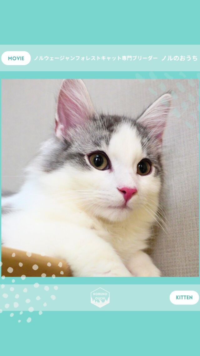 @norunoouchi ←最新の子猫情報はこちらから
🐈ご家族募集中🏠
アリスター（Alistair）♂
𓇠𓇠𓇠𓇠𓇠𓇠𓇠𓇠𓇠𓇠𓇠

🍃ノルのおうち🍃
ノルウェージャンフォレストキャット専門の猫ブリーダー

𓇢ノルウェージャンとの優雅で幸せな日常を発信中
𓇢ご家族募集中の子猫を紹介
𓇢ご家族募集開始／ご家族決定をお知らせ
𓇢飼育や健康管理のアドバイスを共有

🐾子猫を飼いたいと思っている方
🐾ノルの子猫について質問・相談がある方
🐾キャッテリーの見学をしてみたい方
プロフィールのリンクからお問い合わせください🙇‍♀️
→ @norunoouchi
𓇠𓇠𓇠𓇠𓇠𓇠𓇠𓇠𓇠𓇠𓇠

#ノルのおうち #ノルウェージャンのいる暮らし
#ノルウェージャンフォレストキャットブリーダー
#ノルウェージャンブリーダー #ノルウェージャン子猫