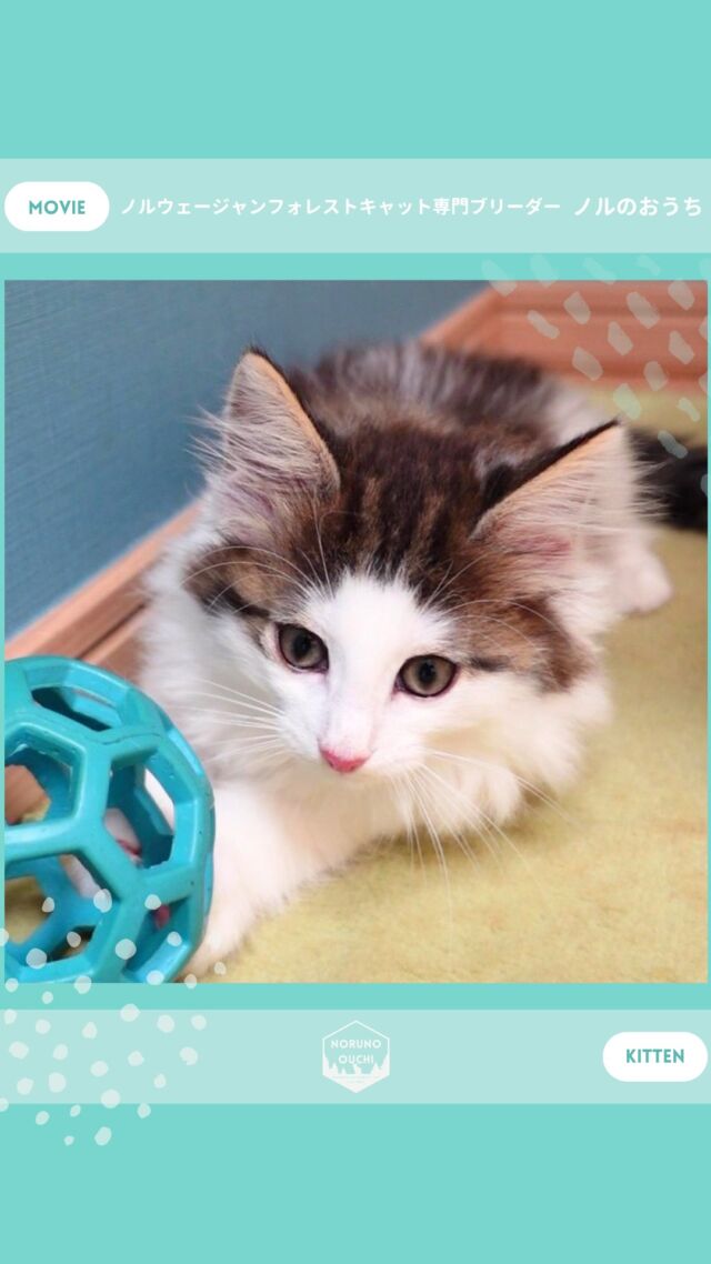 @norunoouchi ←最新の子猫情報はこちらから
🐈ご家族募集中🏠
ノワール（Noir）♀
𓇠𓇠𓇠𓇠𓇠𓇠𓇠𓇠𓇠𓇠𓇠

🍃ノルのおうち🍃
ノルウェージャンフォレストキャット専門の猫ブリーダー

𓇢ノルウェージャンとの優雅で幸せな日常を発信中
𓇢ご家族募集中の子猫を紹介
𓇢ご家族募集開始／ご家族決定をお知らせ
𓇢飼育や健康管理のアドバイスを共有

🐾子猫を飼いたいと思っている方
🐾ノルの子猫について質問・相談がある方
🐾キャッテリーの見学をしてみたい方
プロフィールのリンクからお問い合わせください🙇‍♀️
→ @norunoouchi
𓇠𓇠𓇠𓇠𓇠𓇠𓇠𓇠𓇠𓇠𓇠

#ノルのおうち #ノルウェージャンのいる暮らし
#ノルウェージャンフォレストキャットブリーダー
#ノルウェージャンブリーダー #ノルウェージャン子猫