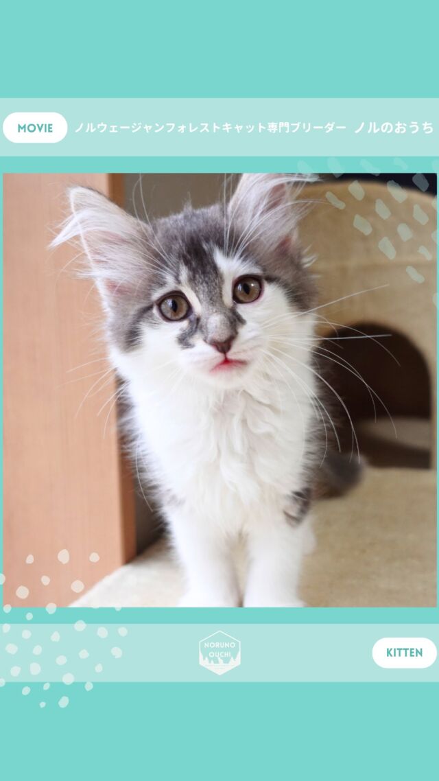 @norunoouchi ←最新の子猫情報はこちらから
🐈ご家族募集中🏠
ミスティ（Misty）♀
𓇠𓇠𓇠𓇠𓇠𓇠𓇠𓇠𓇠𓇠𓇠

🍃ノルのおうち🍃
ノルウェージャンフォレストキャット専門の猫ブリーダー

𓇢ノルウェージャンとの優雅で幸せな日常を発信中
𓇢ご家族募集中の子猫を紹介
𓇢ご家族募集開始／ご家族決定をお知らせ
𓇢飼育や健康管理のアドバイスを共有

🐾子猫を飼いたいと思っている方
🐾ノルの子猫について質問・相談がある方
🐾キャッテリーの見学をしてみたい方
プロフィールのリンクからお問い合わせください🙇‍♀️
→ @norunoouchi
𓇠𓇠𓇠𓇠𓇠𓇠𓇠𓇠𓇠𓇠𓇠

#ノルのおうち #ノルウェージャンのいる暮らし
#ノルウェージャンフォレストキャットブリーダー
#ノルウェージャンブリーダー #ノルウェージャン子猫