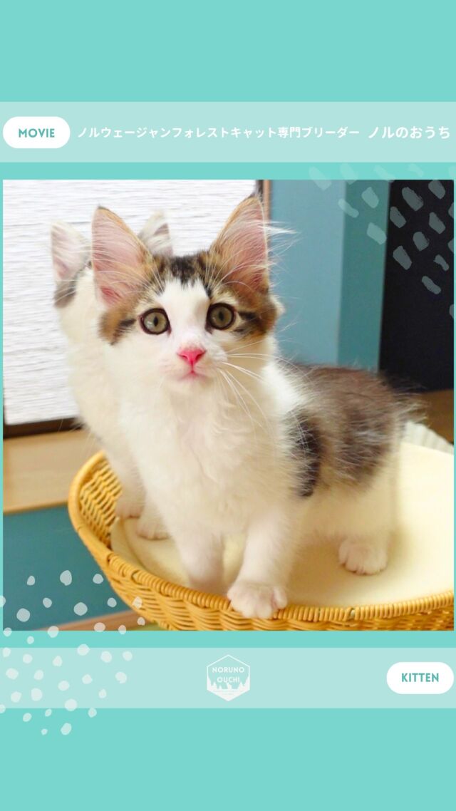 @norunoouchi ←最新の子猫情報はこちらから
🐈ご家族募集中🏠
ルノ（Luno）♂
𓇠𓇠𓇠𓇠𓇠𓇠𓇠𓇠𓇠𓇠𓇠

🍃ノルのおうち🍃
ノルウェージャンフォレストキャット専門の猫ブリーダー

𓇢ノルウェージャンとの優雅で幸せな日常を発信中
𓇢ご家族募集中の子猫を紹介
𓇢ご家族募集開始／ご家族決定をお知らせ
𓇢飼育や健康管理のアドバイスを共有

🐾子猫を飼いたいと思っている方
🐾ノルの子猫について質問・相談がある方
🐾キャッテリーの見学をしてみたい方
プロフィールのリンクからお問い合わせください🙇‍♀️
→ @norunoouchi
𓇠𓇠𓇠𓇠𓇠𓇠𓇠𓇠𓇠𓇠𓇠

#ノルのおうち #ノルウェージャンのいる暮らし
#ノルウェージャンフォレストキャットブリーダー
#ノルウェージャンブリーダー #ノルウェージャン子猫