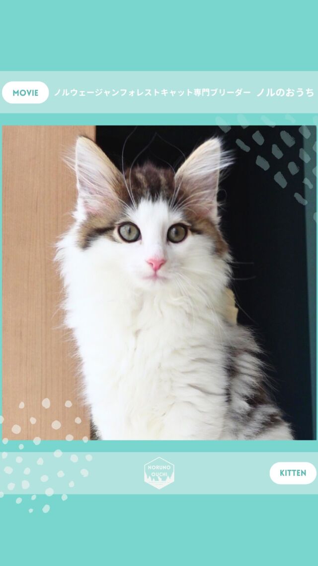 @norunoouchi ←最新の子猫情報はこちらから
🐈ご家族募集中🏠
ノワール（Noir）♀
𓇠𓇠𓇠𓇠𓇠𓇠𓇠𓇠𓇠𓇠𓇠

🍃ノルのおうち🍃
ノルウェージャンフォレストキャット専門の猫ブリーダー

𓇢ノルウェージャンとの優雅で幸せな日常を発信中
𓇢ご家族募集中の子猫を紹介
𓇢ご家族募集開始／ご家族決定をお知らせ
𓇢飼育や健康管理のアドバイスを共有

🐾子猫を飼いたいと思っている方
🐾ノルの子猫について質問・相談がある方
🐾キャッテリーの見学をしてみたい方
プロフィールのリンクからお問い合わせください🙇‍♀️
→ @norunoouchi
𓇠𓇠𓇠𓇠𓇠𓇠𓇠𓇠𓇠𓇠𓇠

#ノルのおうち #ノルウェージャンのいる暮らし
#ノルウェージャンフォレストキャットブリーダー
#ノルウェージャンブリーダー #ノルウェージャン子猫