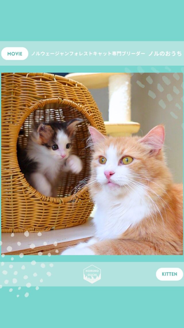 @norunoouchi ←最新の子猫情報はこちらから
🐈ご家族募集中🏠
キアラ（Chiara）♀
𓇠𓇠𓇠𓇠𓇠𓇠𓇠𓇠𓇠𓇠𓇠

🍃ノルのおうち🍃
ノルウェージャンフォレストキャット専門の猫ブリーダー

𓇢ノルウェージャンとの優雅で幸せな日常を発信中
𓇢ご家族募集中の子猫を紹介
𓇢ご家族募集開始／ご家族決定をお知らせ
𓇢飼育や健康管理のアドバイスを共有

🐾子猫を飼いたいと思っている方
🐾ノルの子猫について質問・相談がある方
🐾キャッテリーの見学をしてみたい方
プロフィールのリンクからお問い合わせください🙇‍♀️
→ @norunoouchi
𓇠𓇠𓇠𓇠𓇠𓇠𓇠𓇠𓇠𓇠𓇠

#ノルのおうち #ノルウェージャンのいる暮らし
#ノルウェージャンフォレストキャットブリーダー
#ノルウェージャンブリーダー #ノルウェージャン子猫