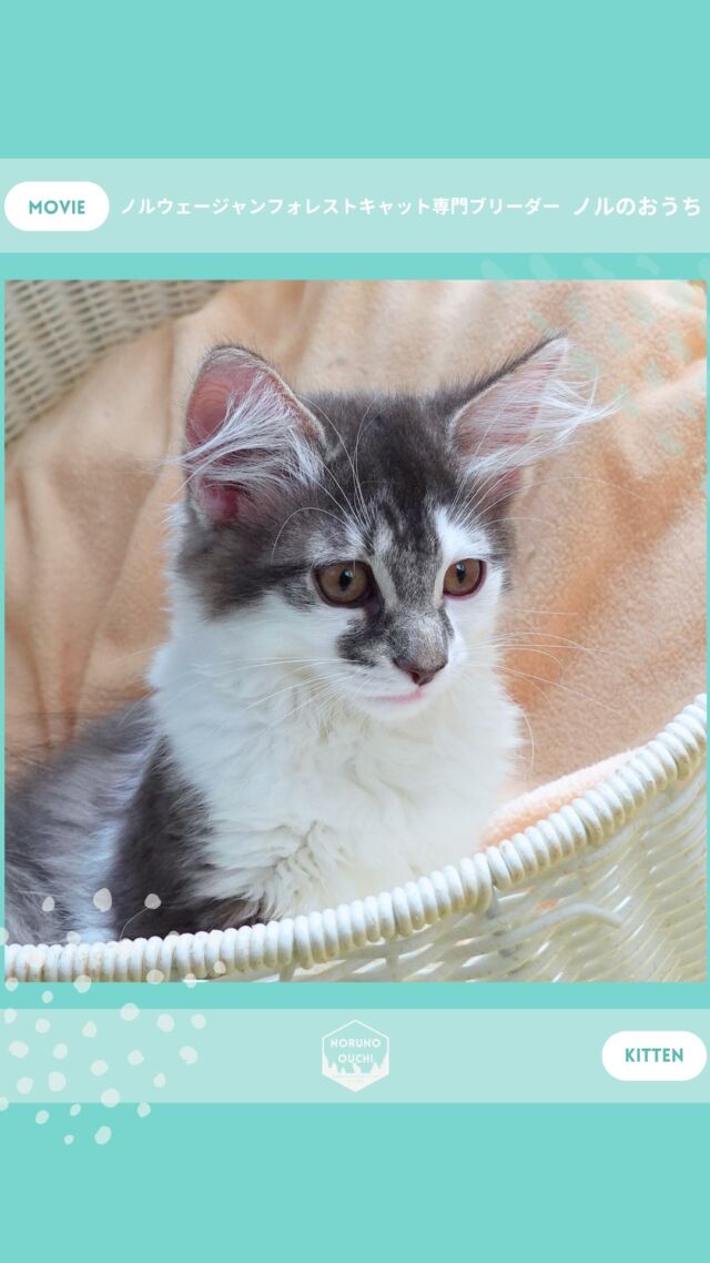 @norunoouchi ←最新の子猫情報はこちらから
🐈ご家族募集中🏠
ミスティ（Misty）♀
𓇠𓇠𓇠𓇠𓇠𓇠𓇠𓇠𓇠𓇠𓇠

🍃ノルのおうち🍃
ノルウェージャンフォレストキャット専門の猫ブリーダー

𓇢ノルウェージャンとの優雅で幸せな日常を発信中
𓇢ご家族募集中の子猫を紹介
𓇢ご家族募集開始／ご家族決定をお知らせ
𓇢飼育や健康管理のアドバイスを共有

🐾子猫を飼いたいと思っている方
🐾ノルの子猫について質問・相談がある方
🐾キャッテリーの見学をしてみたい方
プロフィールのリンクからお問い合わせください🙇‍♀️
→ @norunoouchi
𓇠𓇠𓇠𓇠𓇠𓇠𓇠𓇠𓇠𓇠𓇠

#ノルのおうち #ノルウェージャンのいる暮らし
#ノルウェージャンフォレストキャットブリーダー
#ノルウェージャンブリーダー #ノルウェージャン子猫